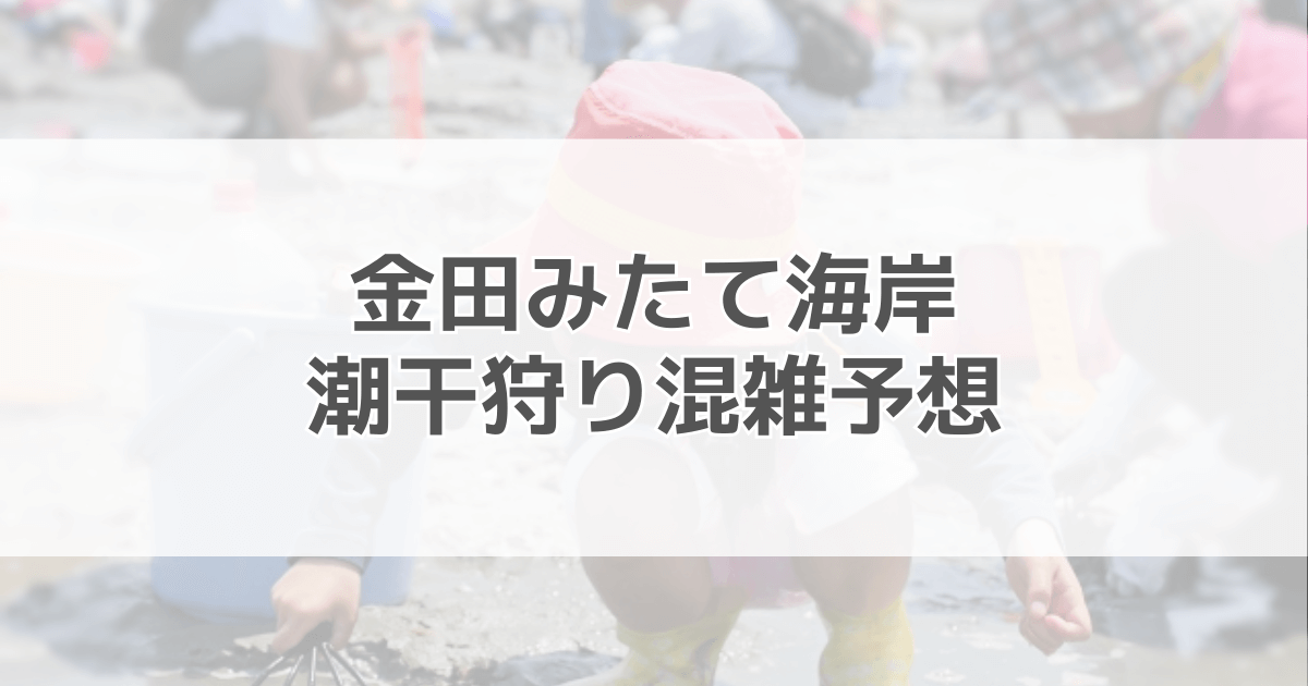 金田みたて海岸の潮干狩り混雑予想2024！駐車場情報も紹介